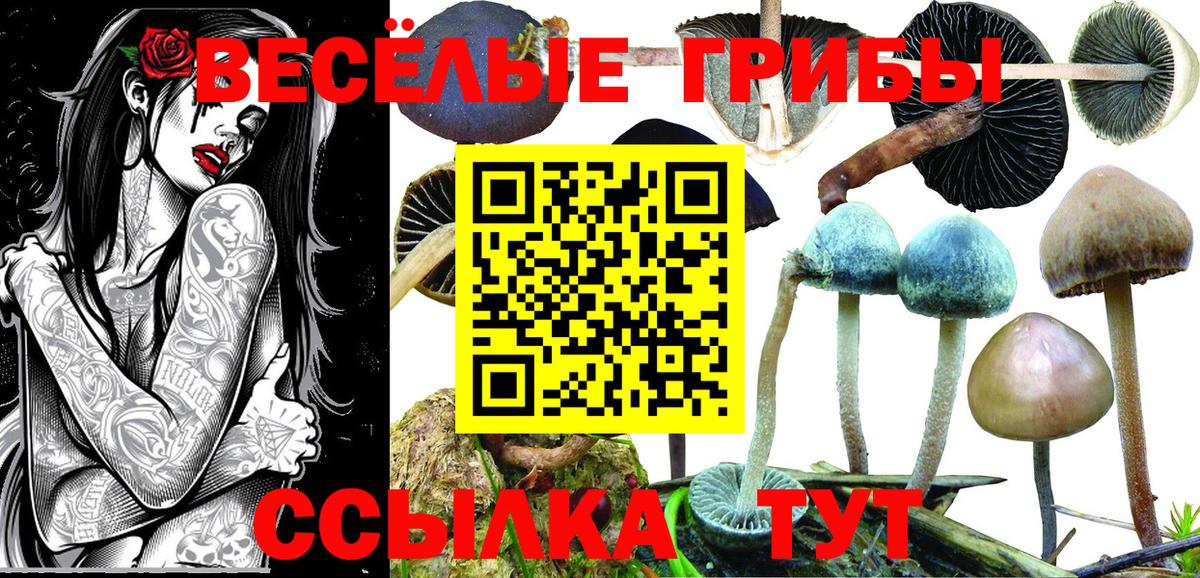 Псилоцибиновые грибы мицелий Холмск